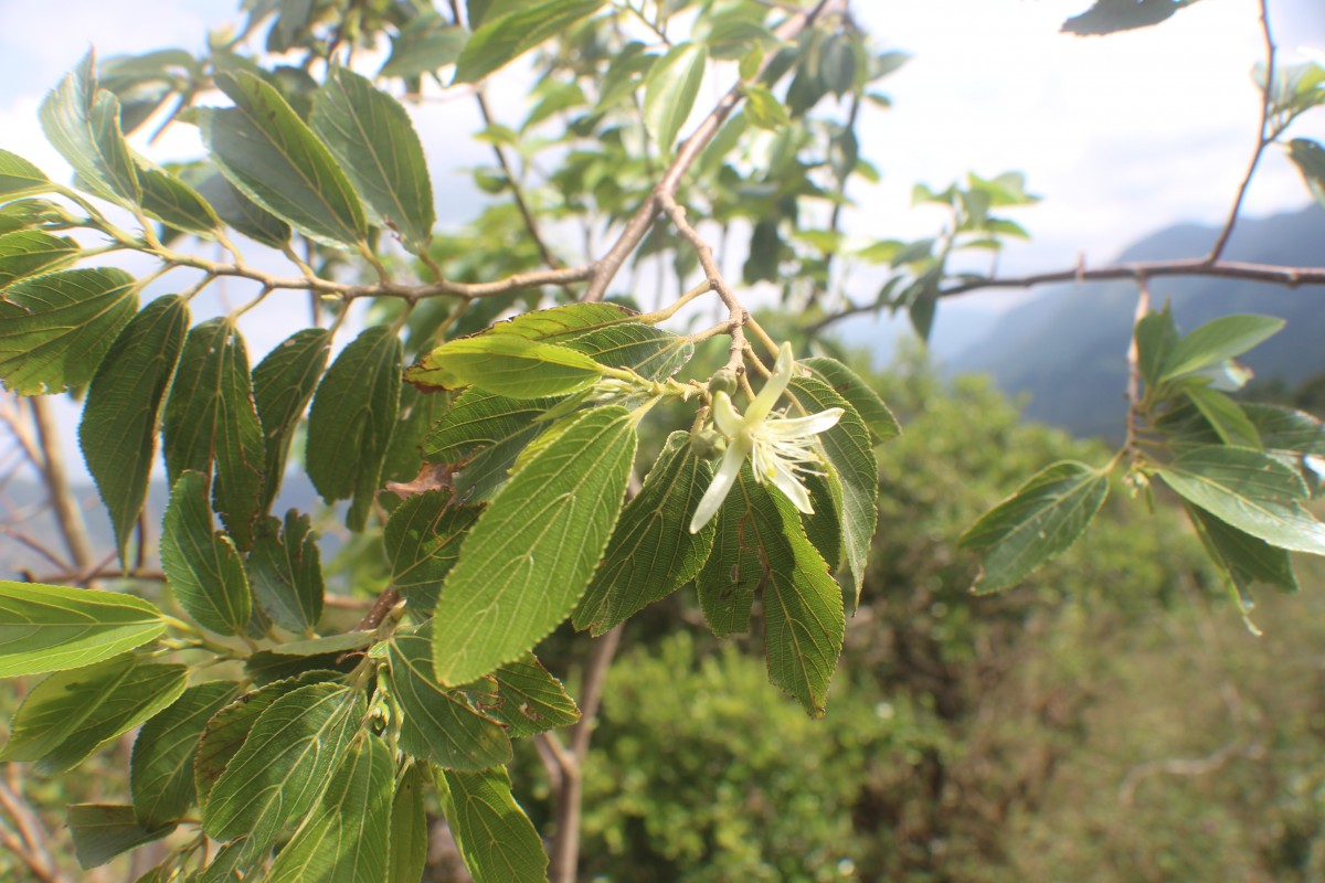 Grewia bracteata Roth